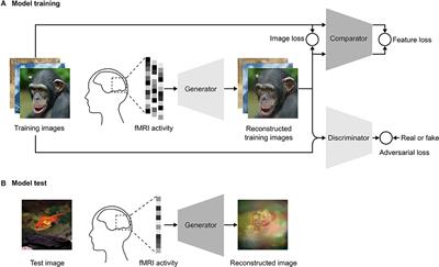 End-to-End Deep Image Reconstruction From Human Brain Activity